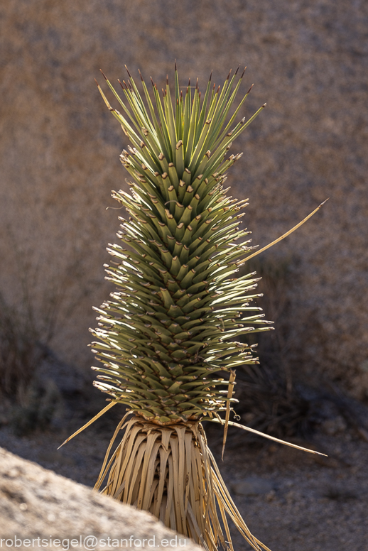 Joshua Tree